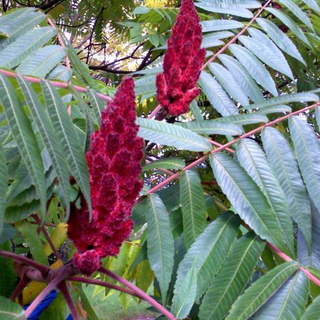 Rhus typhina,otetar ( T )